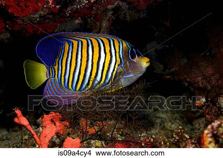 Regal angelfish on coral reef View Large Photo Image Picture - Regal angelfish on coral reef. Fotosearch