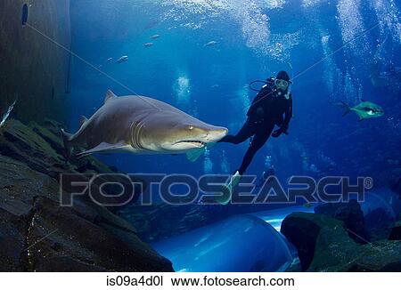 Stock Image - Sand tiger shark and diver. Fotosearch