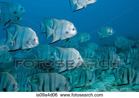 Stock Photograph - School of Atlantic spadefish. Fotosearch