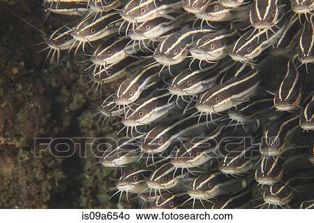 Picture - School of catfish swimming underwater. Fotosearch