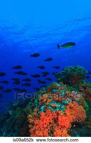 Stock Image - School of fish swimming by coral reef. Fotosearch