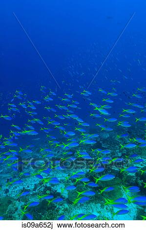 School of fusiliers fish swimming View Large Photo Image Stock Image - School of fusiliers fish swimming. Fotosearch