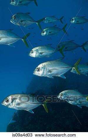 Stock Image - School of Horse-eye jack. Fotosearch