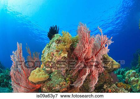 Sea fans on coral reef View Large Photo Image Stock Photo - Sea fans on coral reef. Fotosearch
