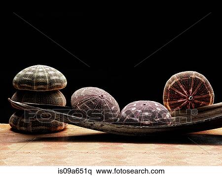Sea shells on table View Large Photo Image Stock Photography - Sea shells on table. Fotosearch