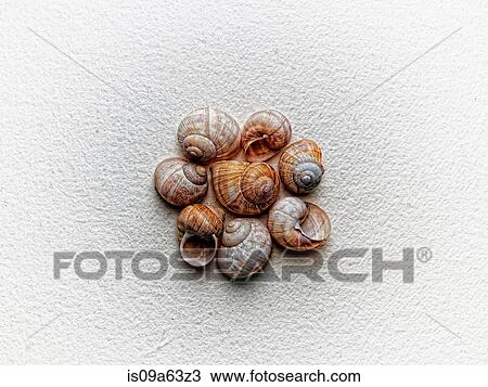 Seashells arranged on paper View Large Photo Image Stock Image - Seashells arranged on paper. Fotosearch