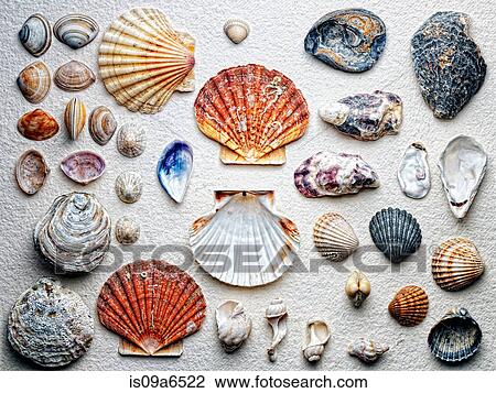 Seashells arranged on paper View Large Photo Image Stock Image - Seashells arranged on paper. Fotosearch