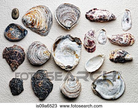 Seashells arranged on paper View Large Photo Image Stock Image - Seashells arranged on paper. Fotosearch