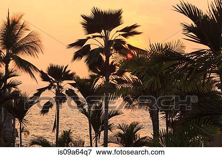 Silhouette of palm trees at sunset View Large Photo Image Stock Photo - Silhouette of palm trees at sunset. Fotosearch