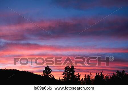 Silhouette of trees in colorful sunset View Large Photo Image Stock Photography - Silhouette of trees in colorful sunset. Fotosearch