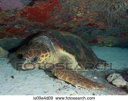 Sleeping Loggerhead turtle View Large Photo Image Stock Photo - Sleeping Loggerhead turtle. Fotosearch