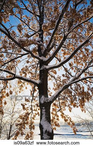 Snow-covered tree in field View Large Photo Image Stock Image - Snow-covered tree in field. Fotosearch