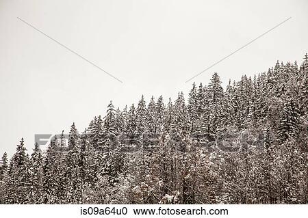 Stock Image - Snowy trees on mountainside. Fotosearch