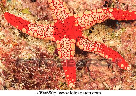 Stock Image - Starfish laying on coral reef. Fotosearch