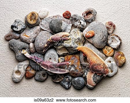 Stones and crab claws on paper View Large Photo Image Stock Image - Stones and crab claws on paper. Fotosearch