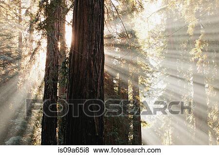 Sun streaming through trees in forest View Large Photo Image Stock Photo - Sun streaming through trees in forest. Fotosearch