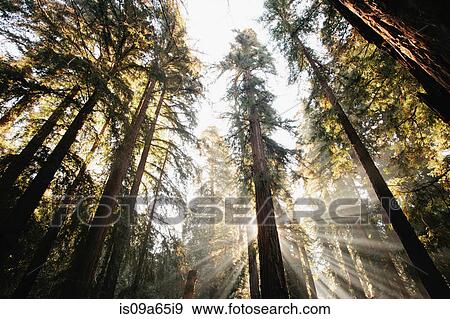 Sun streaming through trees in forest View Large Photo Image Stock Photo - Sun streaming through trees in forest. Fotosearch