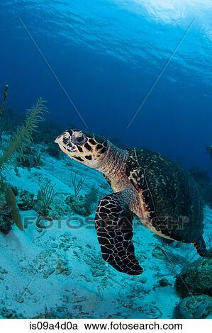 Stock Image - Swimming Hawksbill turtle. Fotosearch