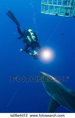 Swimming with White Shark View Large Photo Image Stock Image - Swimming with White Shark. Fotosearch