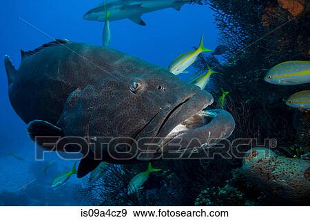Tiger grouper amid other fish View Large Photo Image Stock Photo - Tiger grouper amid other fish. Fotosearch