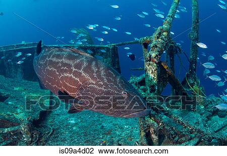 Stock Image - Tiger grouper on shipwreck. Fotosearch
