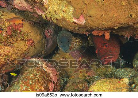 Stock Photography - Tomato grouper and eel in coral reef. Fotosearch