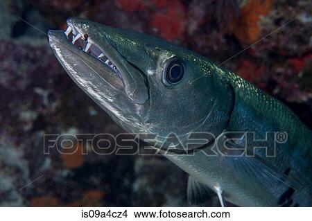 Toothy grin of a barracuda View Large Photo Image Picture - Toothy grin of a barracuda. Fotosearch