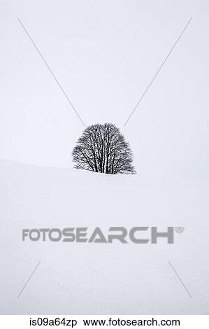 Tree buried in snow View Large Photo Image Stock Photography - Tree buried in snow. Fotosearch