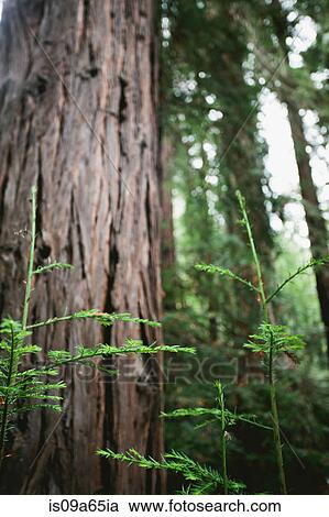 Tree shoots growing in forest View Large Photo Image Stock Image - Tree shoots growing in forest. Fotosearch