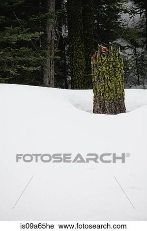 Tree stump in snowy forest View Large Photo Image Stock Image - Tree stump in snowy forest. Fotosearch