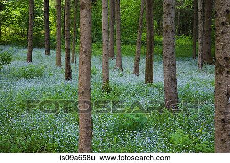 Trees growing in field of flowers View Large Photo Image Stock Photograph - Trees growing in field of flowers. Fotosearch