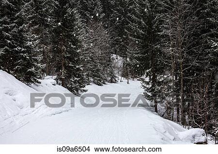 Picture - Trees growing in snowy landscape. Fotosearch