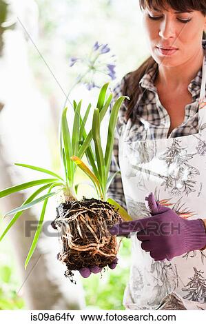 Woman examining plant roots outdoors View Large Photo Image Stock Photo - Woman examining plant roots outdoors. Fotosearch