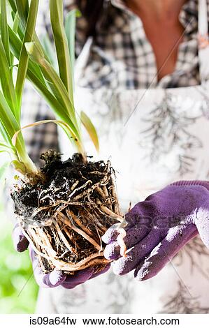 Stock Photo - Woman examining plant roots outdoors. Fotosearch