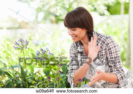 Woman examining plants in garden View Large Photo Image Stock Image - Woman examining plants in garden. Fotosearch