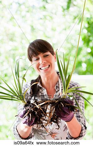 Woman pulling apart plant roots View Large Photo Image Stock Photo - Woman pulling apart plant roots. Fotosearch