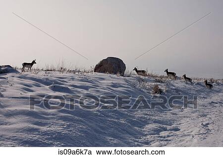 Antelope grazing on snowy hillside View Large Photo Image Stock Image - Antelope grazing on snowy hillside. Fotosearch