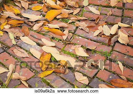 Stock Image - Autumn leaves on city street. Fotosearch