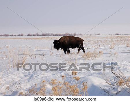 Bison grazing in snowy landscape View Large Photo Image Stock Photography - Bison grazing in snowy landscape. Fotosearch