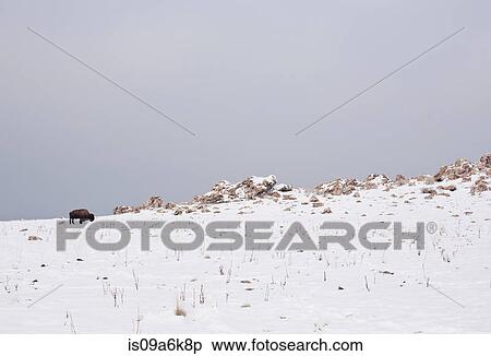 Stock Photography - Bison grazing on snowy hillside. Fotosearch