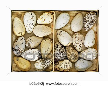 Box of old speckled eggs View Large Photo Image Stock Image - Box of old speckled eggs. Fotosearch