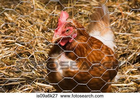 Close up of chicken in coop View Large Photo Image Stock Photo - Close up of chicken in coop. Fotosearch