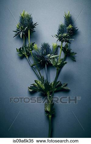 Close up of flower and leaves View Large Photo Image Stock Photography - Close up of flower and leaves. Fotosearch