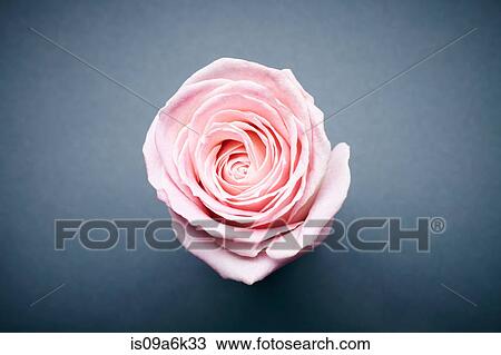 Close up of flower petals View Large Photo Image Stock Image - Close up of flower petals. Fotosearch