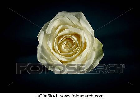 Close up of flower petals View Large Photo Image Stock Image - Close up of flower petals. Fotosearch