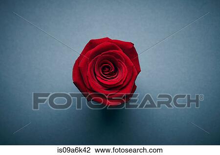 Close up of flower petals View Large Photo Image Stock Image - Close up of flower petals. Fotosearch