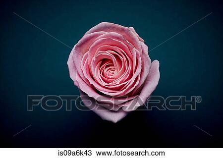 Close up of flower petals View Large Photo Image Stock Image - Close up of flower petals. Fotosearch