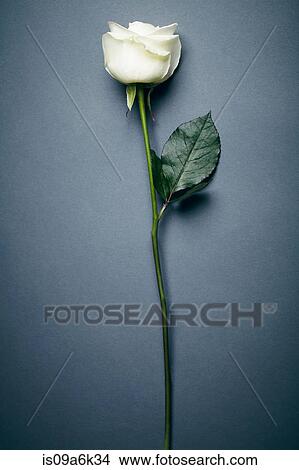 Close up of flower View Large Photo Image Picture - Close up of flower. Fotosearch