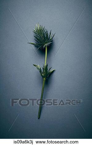 Close up of flower View Large Photo Image Stock Image - Close up of flower. Fotosearch