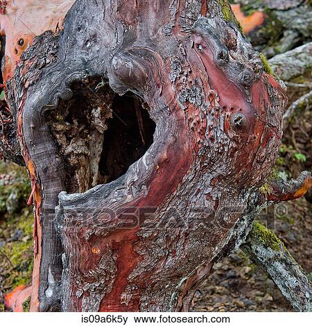 Close up of hole in tree View Large Photo Image Stock Photo - Close up of hole in tree. Fotosearch